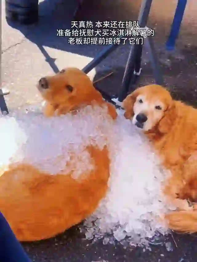 抚慰犬：碎冰冰 凉飕飕