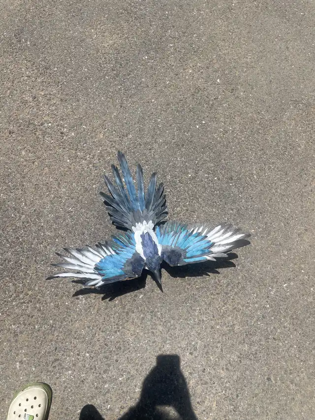 纸制生灵 
