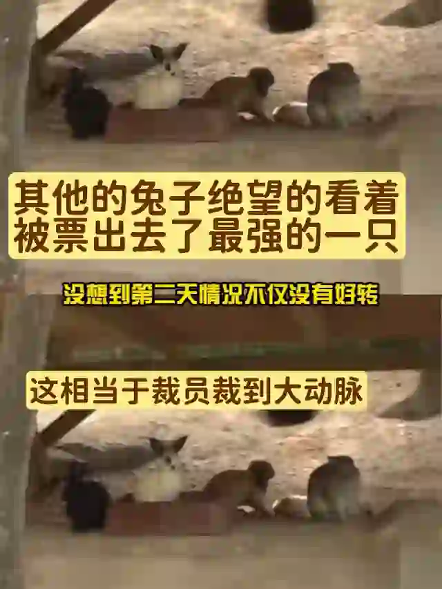 全程下来最冤的黄兔子，又干活又被罚