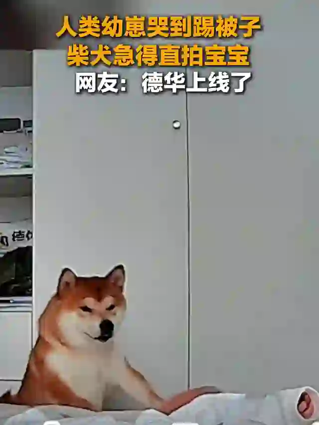宝宝哭闹踢被子，狗子操碎了心